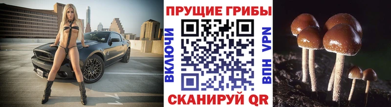 Галлюциногенные грибы GOLDEN TEACHER  Сычёвка 